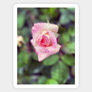 Pink Rose in Spring Rain Sticker